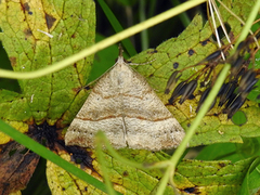 Neslenebbfly (Hypena proboscidalis)