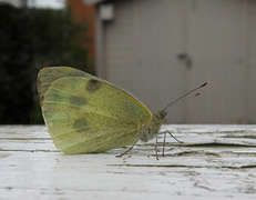 Large White (Pieris brassicae)