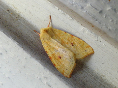 Blekt gulfly (Xanthia icteritia)