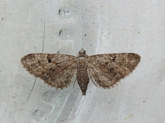 Augustdvergmåler (Eupithecia pusillata)