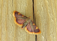 Purpurhalmmott (Hypsopygia costalis)