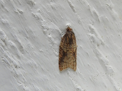 Mjødurtflatvikler (Acleris aspersana)