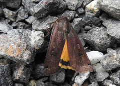 Large Yellow Underwing (Noctua pronuba)