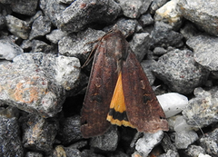 Hagebåndfly (Noctua pronuba)