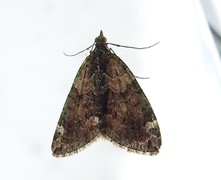 Red-green Carpet (Chloroclysta siterata)