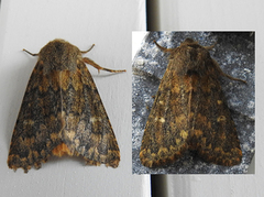 Brindled Ochre (Dasypolia templi)