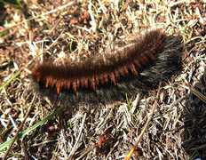 Fox Moth (Macrothylacia rubi)