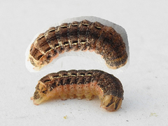 Large Yellow Underwing (Noctua pronuba)