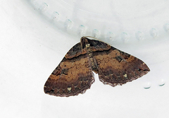 Shoulder-stripe (Anticlea badiata)
