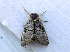 Nut-tree Tussock (Colocasia coryli)