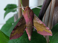 Liten snabelsvermer (Deilephila porcellus)