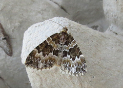 Broken-barred Carpet (Electrophaes corylata)
