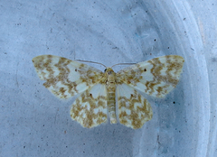 Small Yellow Wave (Hydrelia flammeolaria)