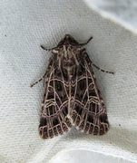 Nettnellikfly (Sideridis reticulata)