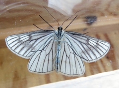 Black-veined Moth (Siona lineata)