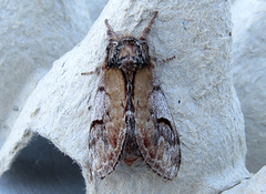 Pebble Prominent (Notodonta ziczac)