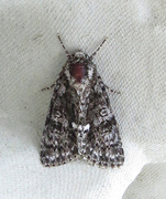 Syrekveldfly (Acronicta rumicis)