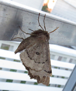 Scalloped Hazel (Odontopera bidentata)