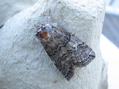 Vårhalvspinner (Achlya flavicornis)