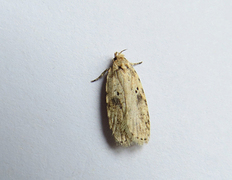 Agonopterix arenella