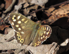 Speckled Wood (Pararge aegeria)