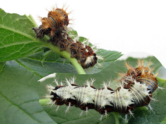 Comma Butterfly (Polygonia c-album)