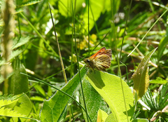 Large Skipper (Ochlodes sylvanus)