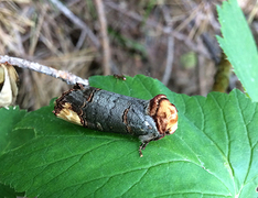 Oksehodespinner (Phalera bucephala)