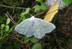 Light Emerald (Campaea margaritaria)
