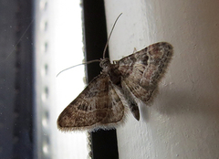 Double-striped Pug (Gymnoscelis rufifasciata)