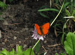 Scarce Copper (Lycaena virgaureae)
