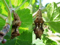 Comma Butterfly (Polygonia c-album)