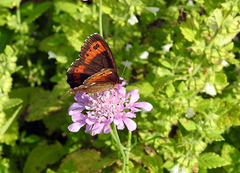 Fløyelsringvinge (Erebia ligea)