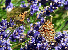 Queen of Spain Fritillary (Issoria lathonia)