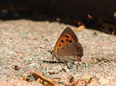 Ildgullvinge (Lycaena phlaeas)