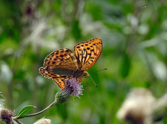 Keiserkåpe (Argynnis paphia)