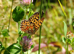 Sølvkåpe (Issoria lathonia)