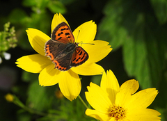 Ildgullvinge (Lycaena phlaeas)