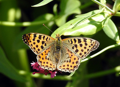 Queen of Spain Fritillary (Issoria lathonia)