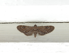 Brun dvergmåler (Eupithecia absinthiata)