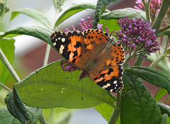 Tistelsommerfugl (Vanessa cardui)