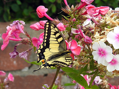 Svalestjert (Papilio machaon)