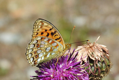 High Brown Fritillary (Argynnis adippe)