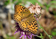 High Brown Fritillary (Argynnis adippe)