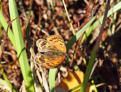 Scarce Copper (Lycaena virgaureae)