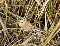 Meadow Brown (Maniola jurtina)