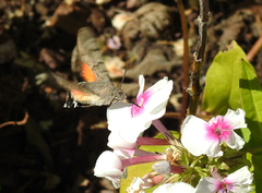 Hummingbird Hawk-moth (Macroglossum stellatarum)