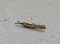 Saltmarsh Grass-veneer (Pediasia aridella)