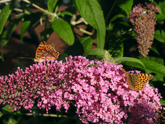 Queen of Spain Fritillary (Issoria lathonia)