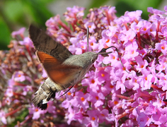 Hummingbird Hawk-moth (Macroglossum stellatarum)